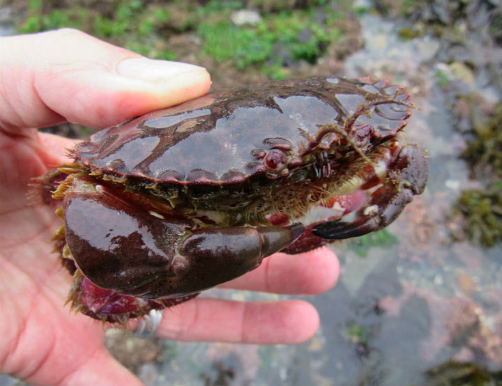 Red Rock Crab